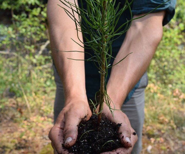 NFF Tree Planting