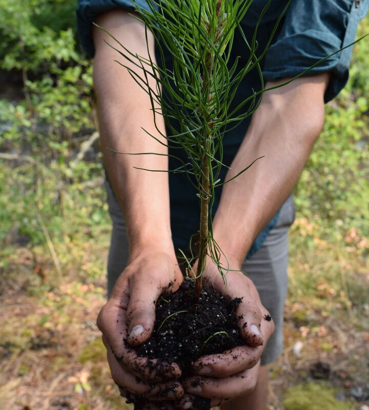 NFF Tree Planting