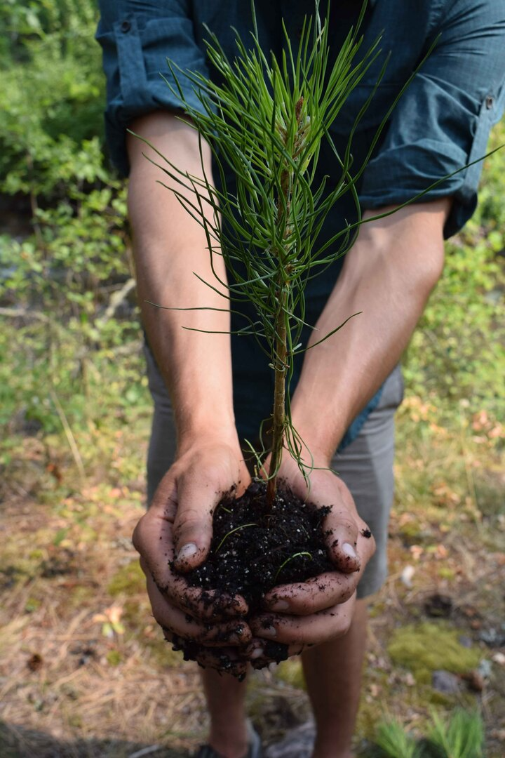 AX Extends the Giving Season with their “Plant-A-Tree” Holiday Campaign for Reforestation Efforts with the NFF